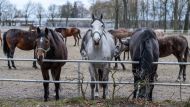 - Аравийская конная выставка - это праздник для покупателей, заводчиков и любителей этих животных